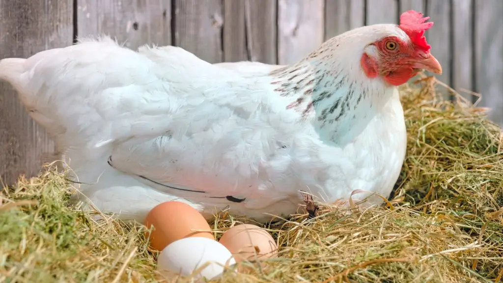 Use of Sunlight for Egg Production.