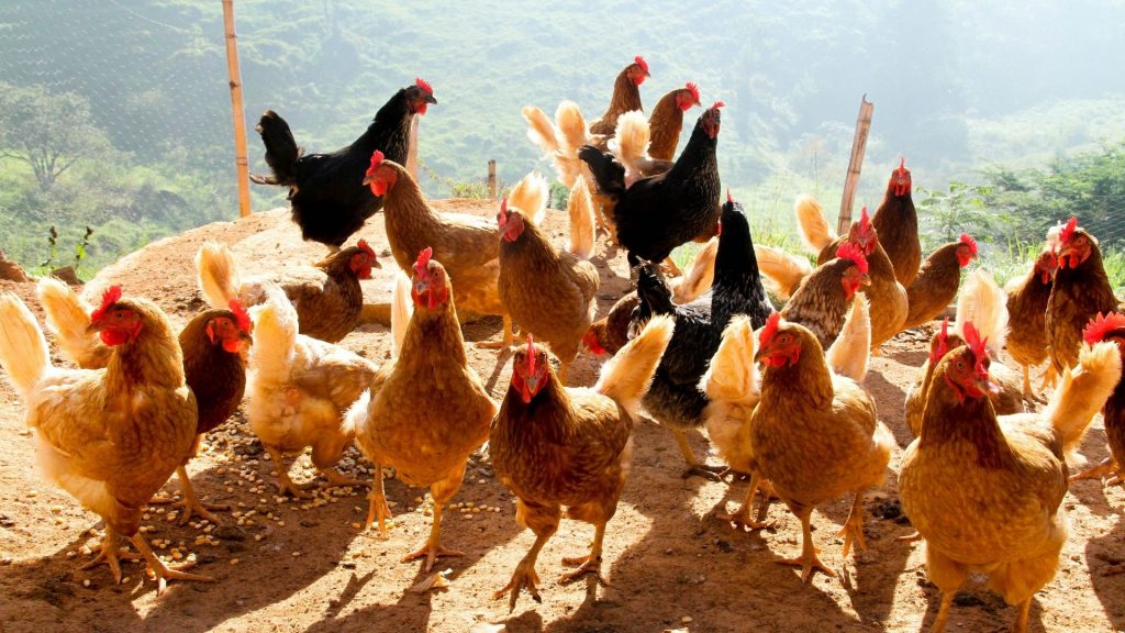 What Animal Group Do Chickens Belong To