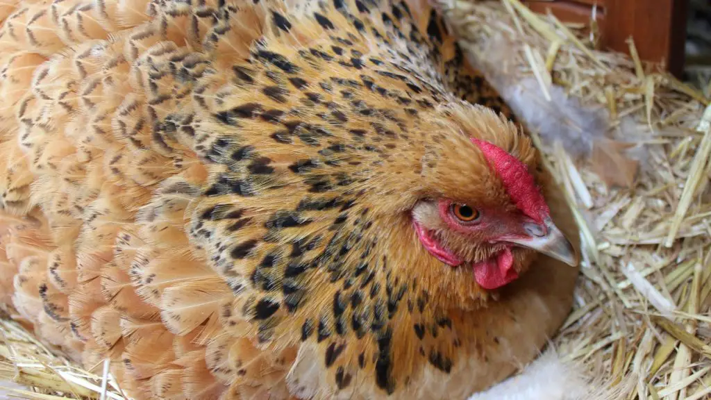 What Is A Broody Chicken All You Need To Know Farm And Chill