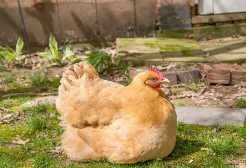 What Is a Broody Chicken