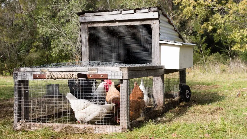 What Is a Chicken Tractor