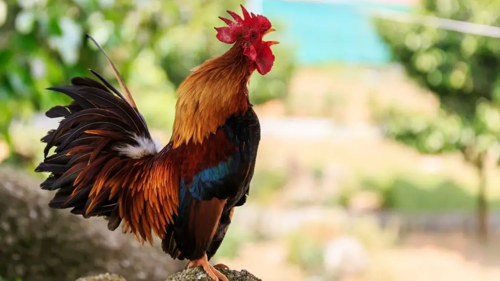 What Is A Male Chicken Called In English