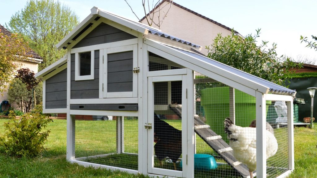 What Is the Best Chicken Coop to Buy