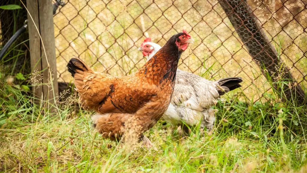 What Is the Friendliest Chicken Breed