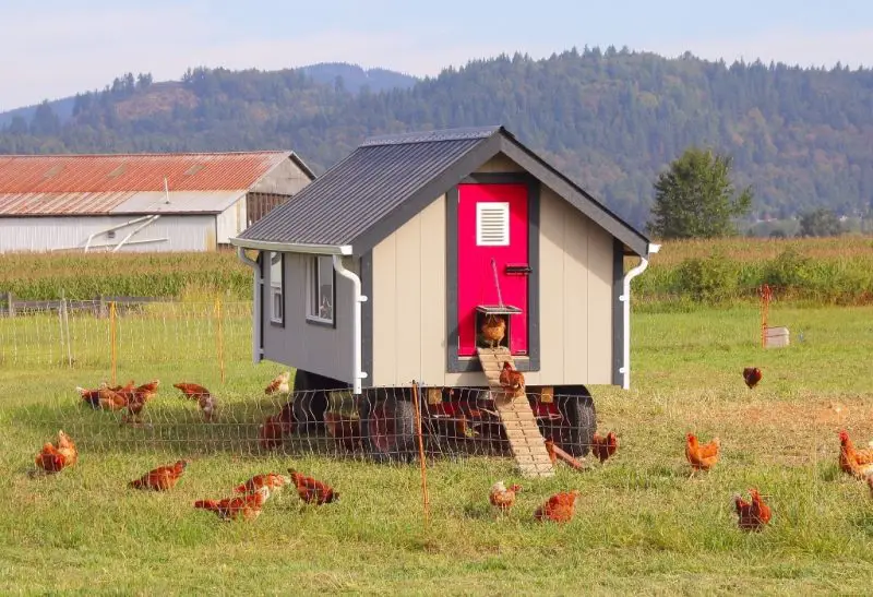 What Should Be Inside a Chicken Coop