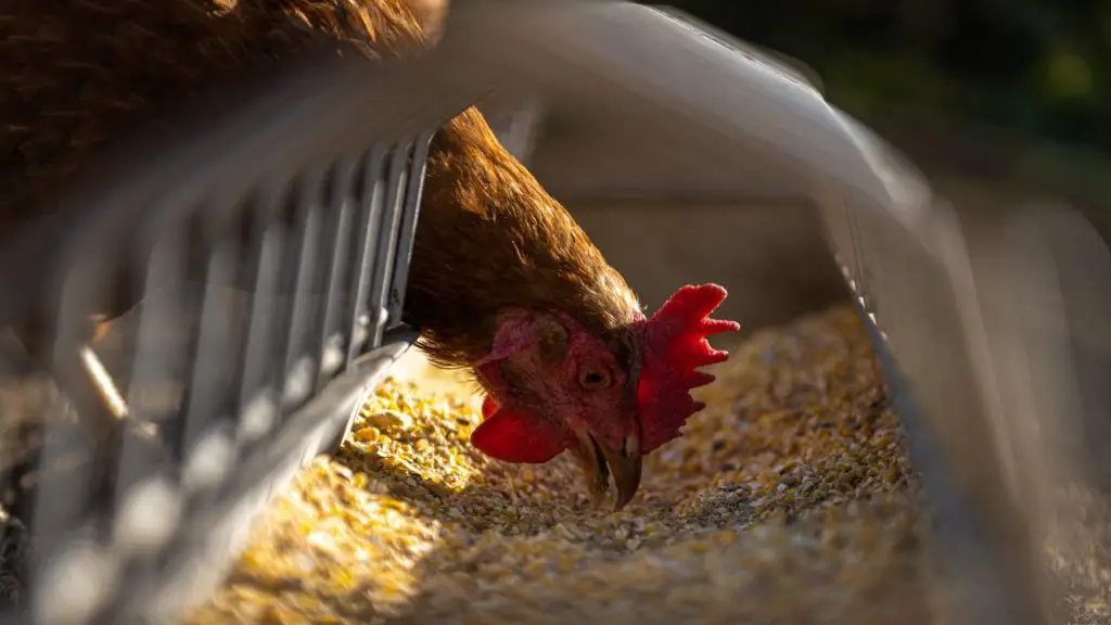 What is in chicken feed.