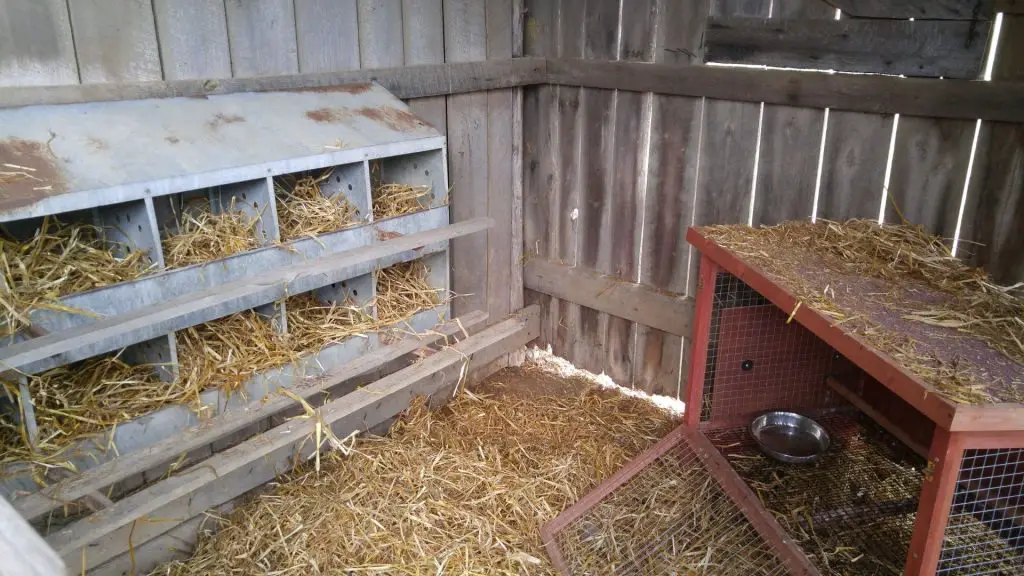 What to Put In a Chicken Run