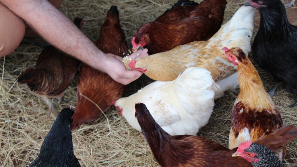 When to Change Chicken Feed