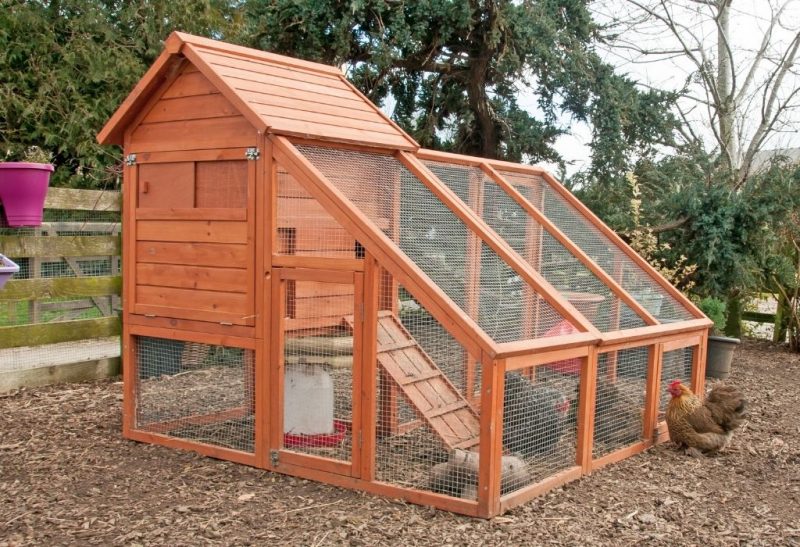 Where to Buy Chicken Coops