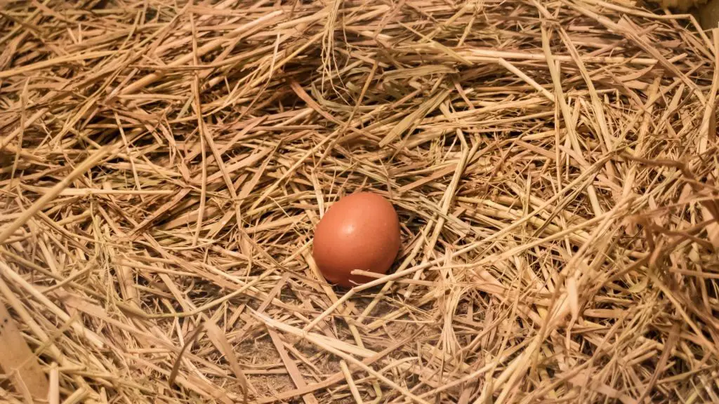 Why Do Hens Stop Laying Eggs