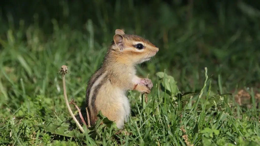 Will Chicken Wire Keep Chipmunks Out