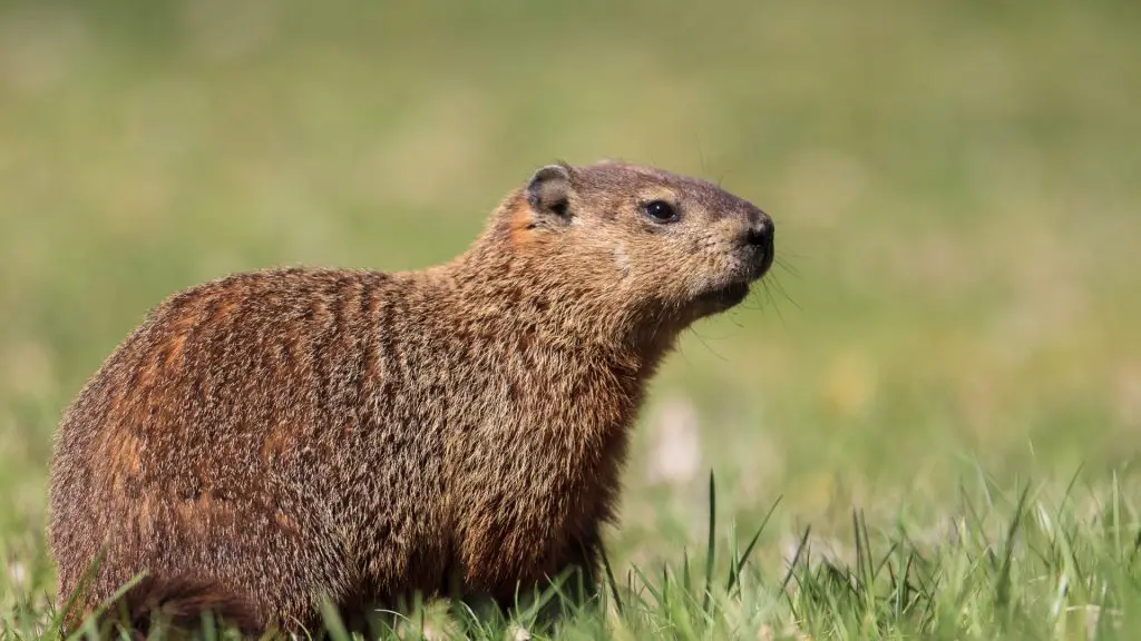 Will Chicken Wire Keep Out Groundhogs