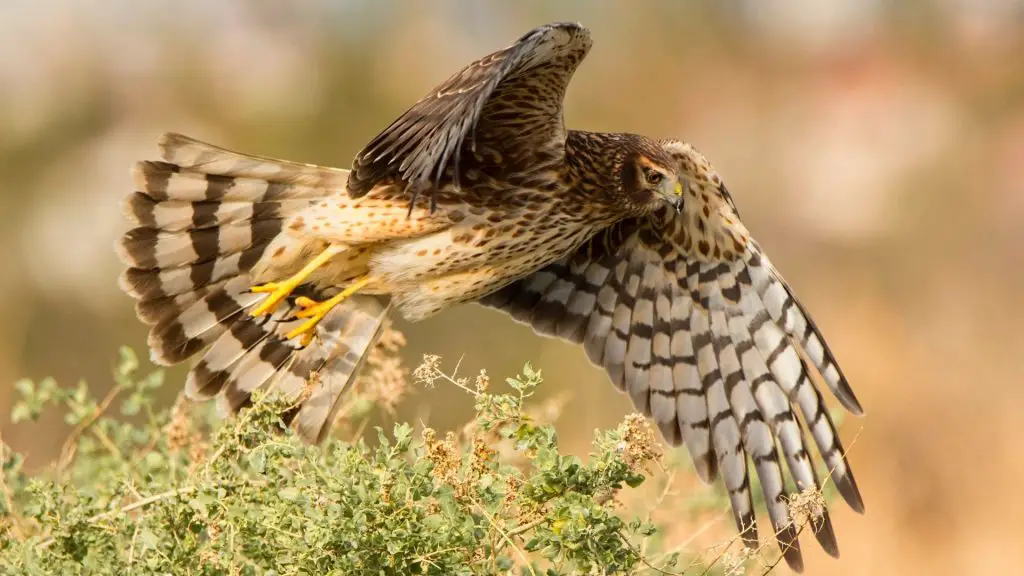 Will a Hawk Eat a Chicken