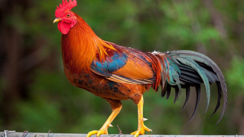 A Rooster Serves Several Purposes