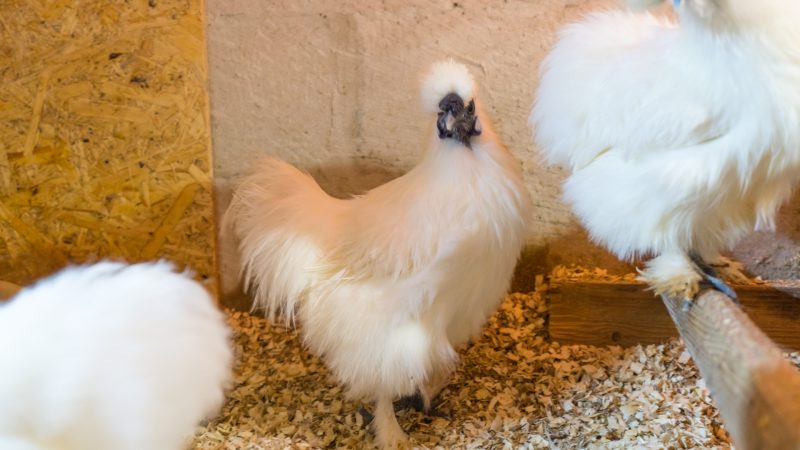 Advantages of a Silkie Chicken
