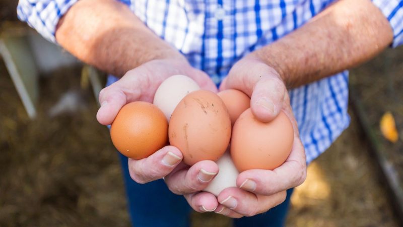 Are Backyard Chicken Eggs Safe to Eat