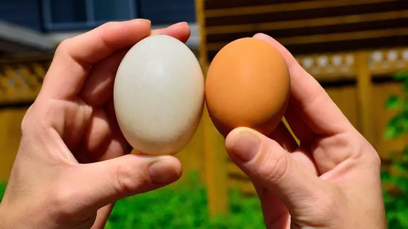 Are Duck Eggs Bigger Than Chicken Eggs