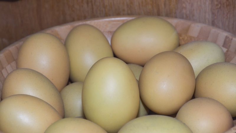 Are Fertilized Chicken Eggs Edible