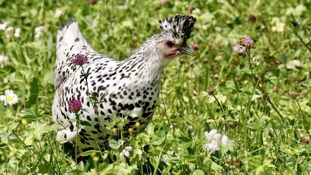 Black and White Chicken Breeds Have Different Purposes