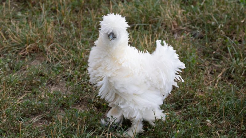 Disadvantages of a Silkie Chicken