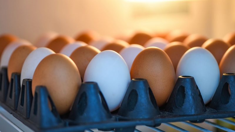 Do Backyard Chicken Eggs Need to Be Refrigerated