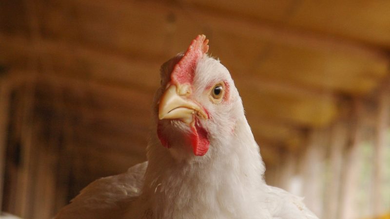Does Chicken Poop Carry Diseases