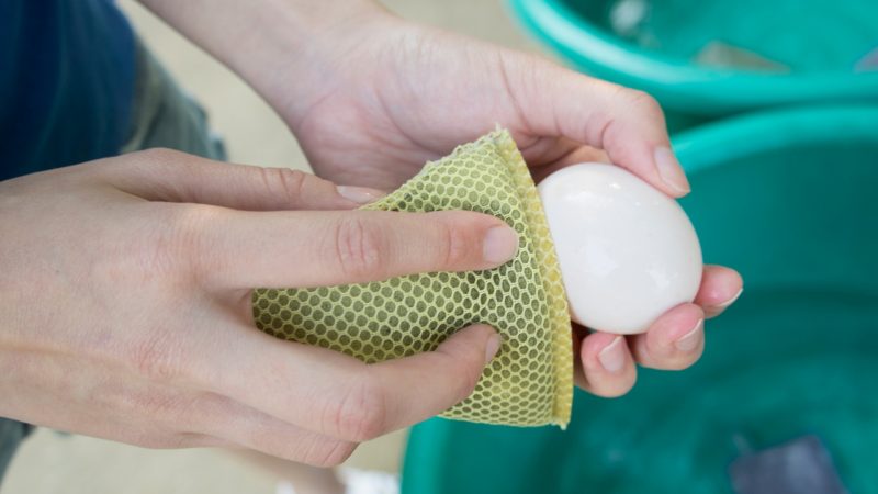 Does Cleaning Affect the Shelf Life of Eggs