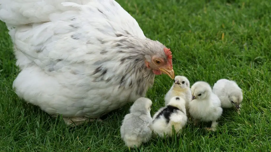 Get Your Hens Chicks