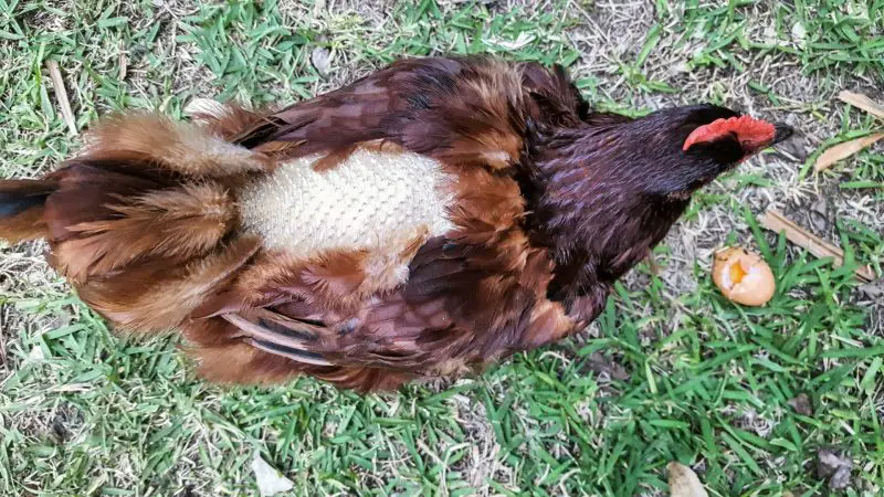 How Long Does Chicken Molting Last