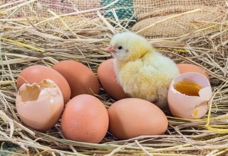 How Long Does It Take for Chicken Eggs To Hatch