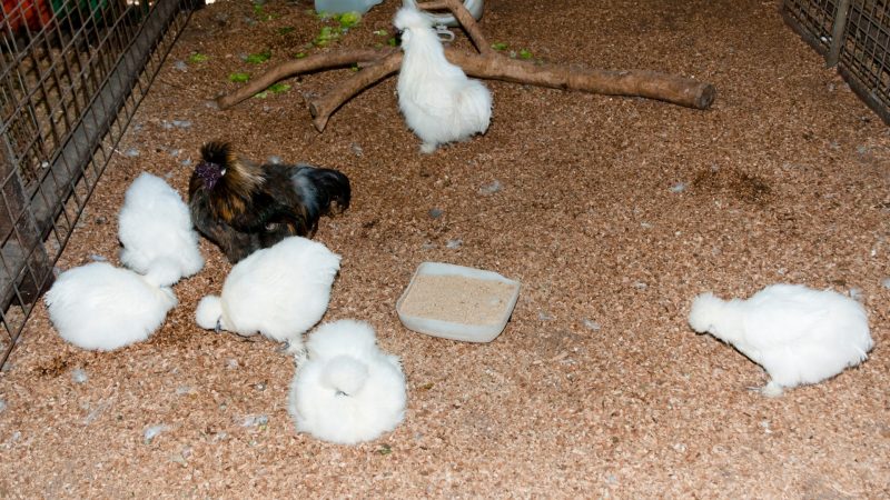 How To Raise a Silkie Chicken