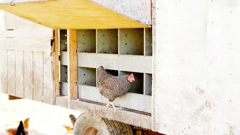 How to Build a Chicken Coop on Wheels