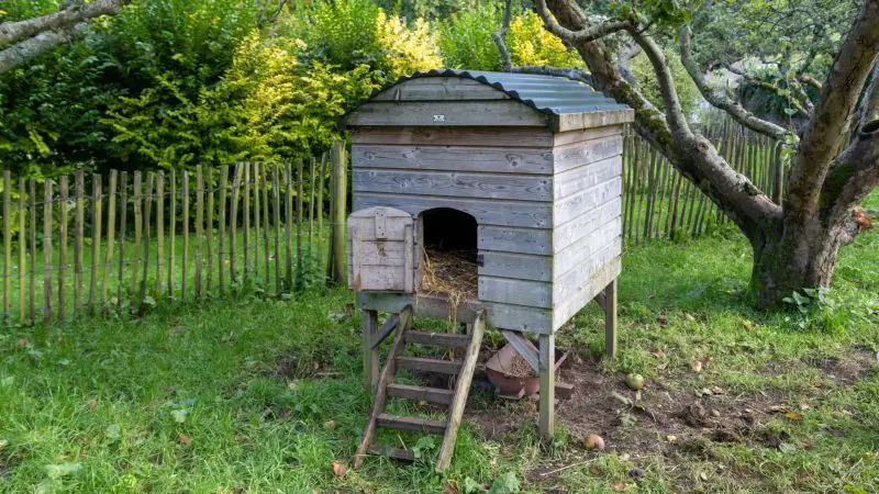 How to Build a Small Chicken Coop