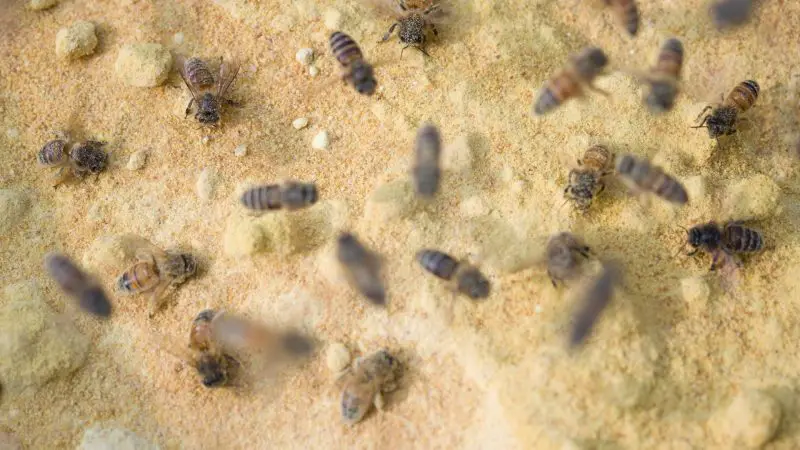 How to Keep Bees Out of Chicken Feed