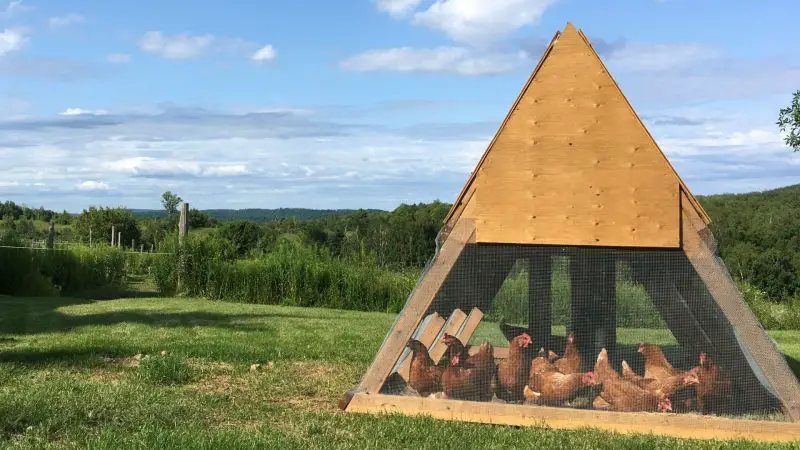 How to Make a Chicken Ark Coop
