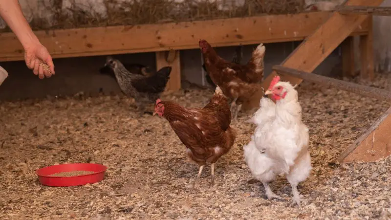 Qualities of Effective Chicken Bedding Material