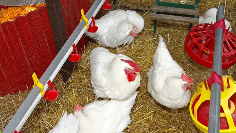 Types of Chicken Bedding Management