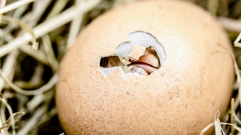 What Are the Factors Affecting Hatching Time