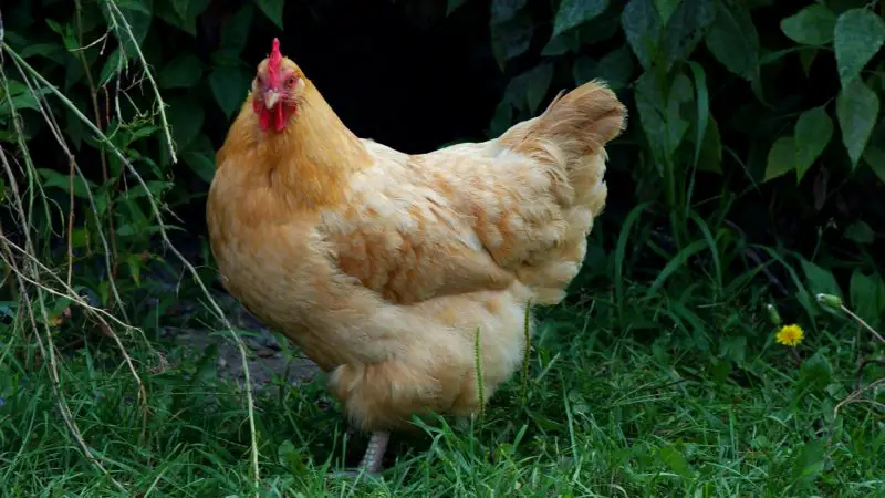 What Breed of Chicken Lays Eggs Earliest
