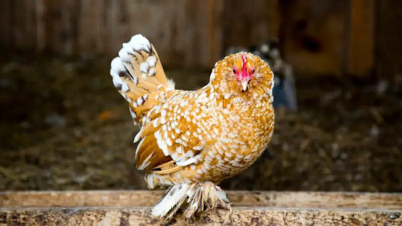 What Chicken Breeds Have Feathered Feet