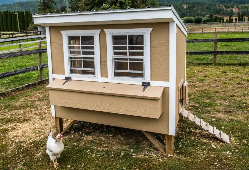 What Does a Chicken Coop Need