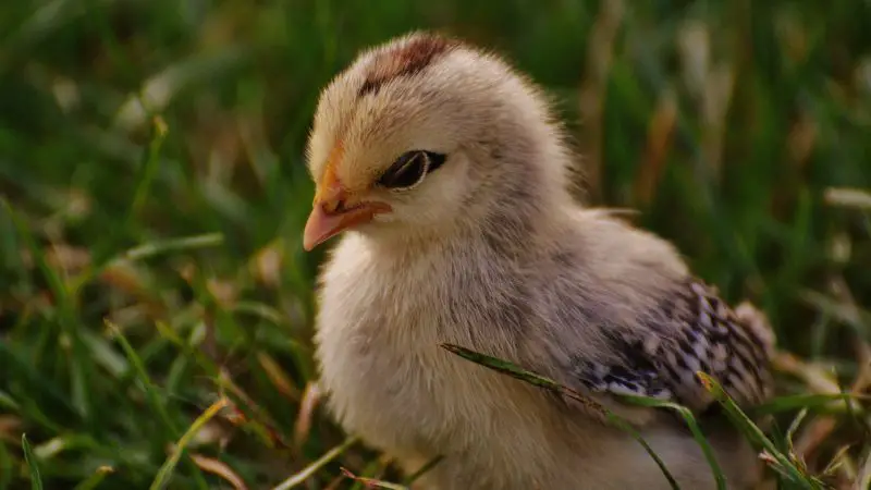 What Does a Fully Feathered Chick Look Like