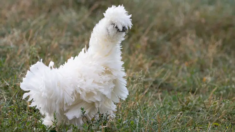 What Does a Silkie Chicken Look Like