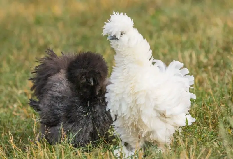 What Is a Silkie Chicken