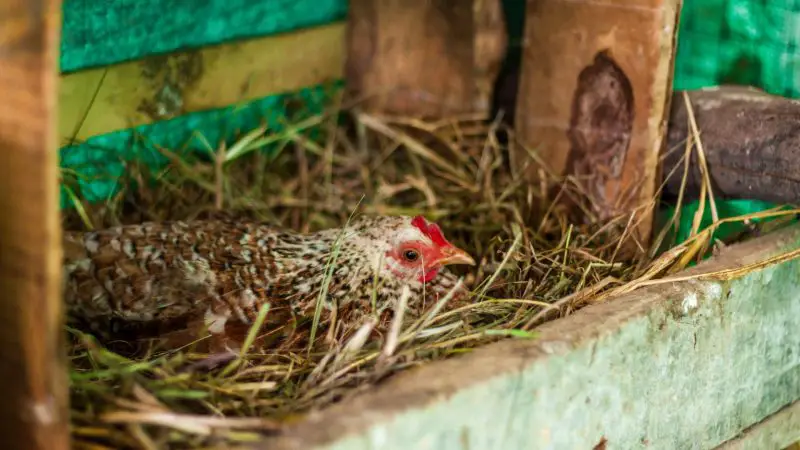 What To Use for Chicken Bedding