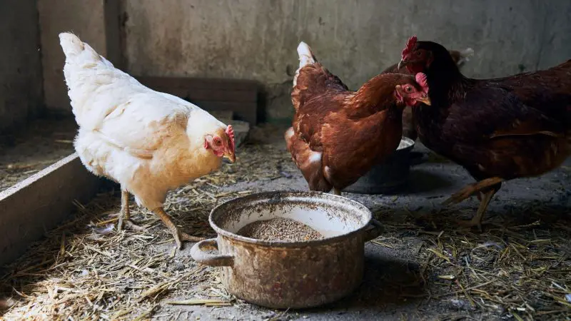 Why Chickens Need Grit