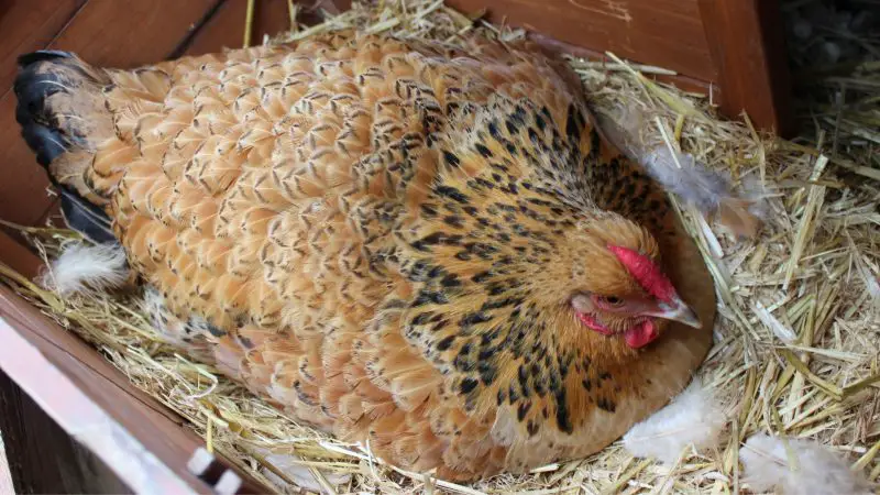 Why It’s Essential To Change Chicken Bedding