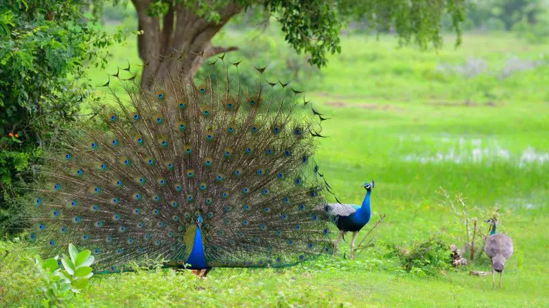 Are Peacocks Easy to Breed