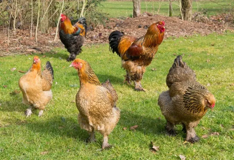 Brahma Chicken Information and Facts!