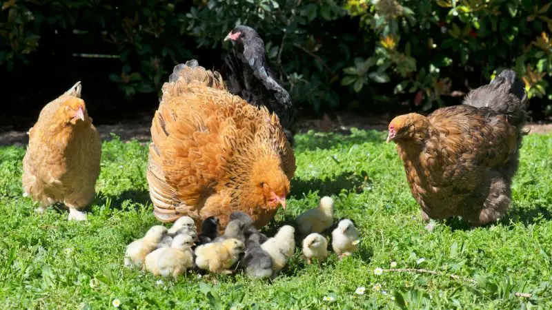 Breeding Brahma Chickens